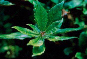 Various Herbal Remedies For Sugar Cravings